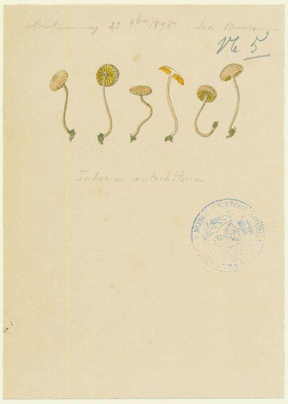 Tubaire de l'aubépine ; champignon