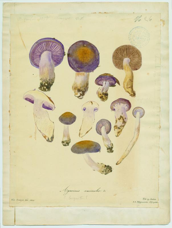 Agaric de couleur variable (?) ; champignon
