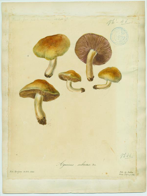 Cortinaire à odeur de cuir de Russie ; Cortinaire jaune olivacé ; champignon