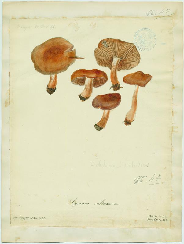 Cortinaire à odeur de cuir de Russie ; Cortinaire jaune olivacé ; champignon