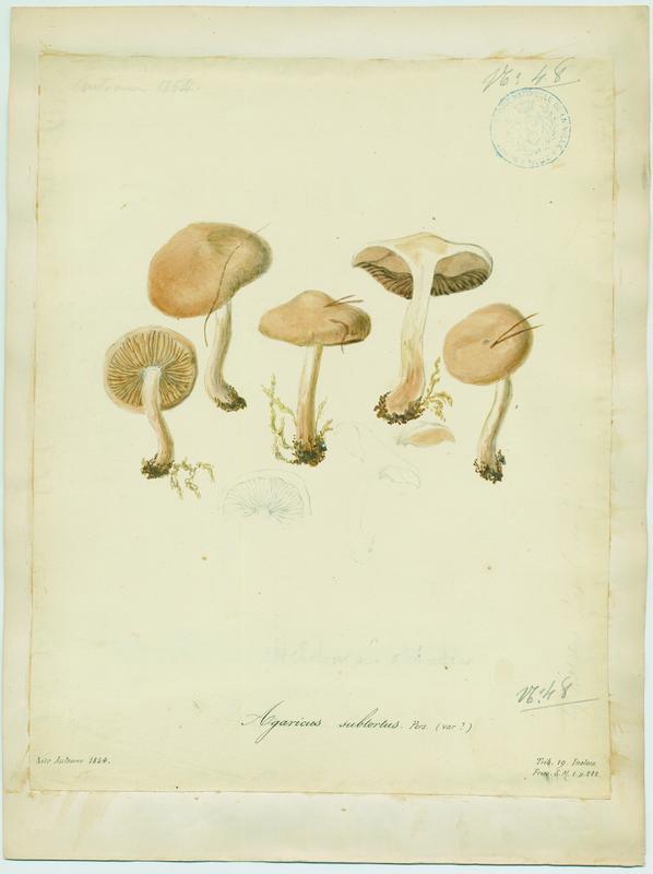 Cortinaire à odeur de cuir de Russie ; Cortinaire jaune olivacé ; champignon