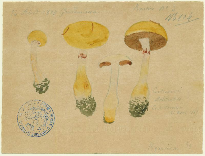 Cortinaire oint ; Cortinaire enduit ; Cortinaire à lames lilas ; champignon