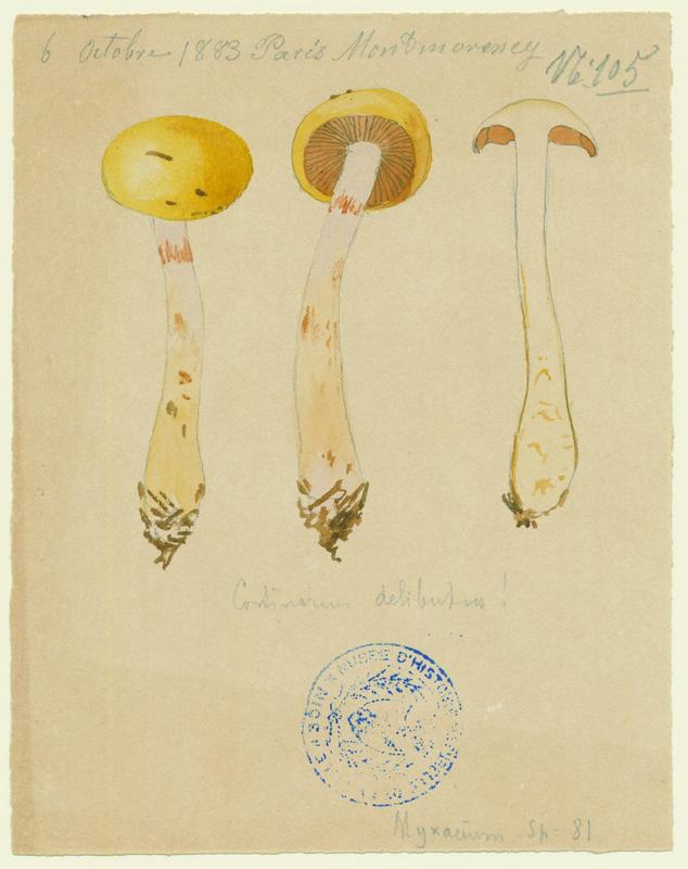 Cortinaire oint ; Cortinaire enduit ; Cortinaire à lames lilas ; champignon