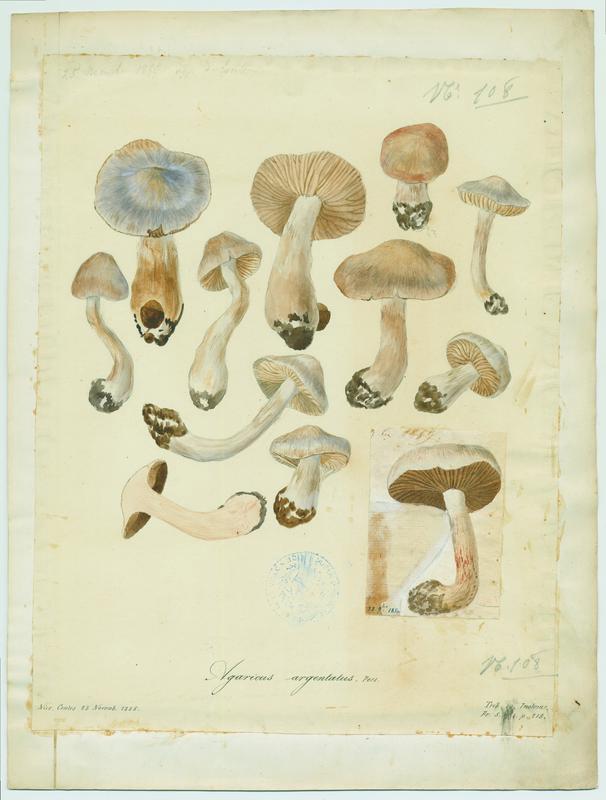 Agaric argenté ; champignon