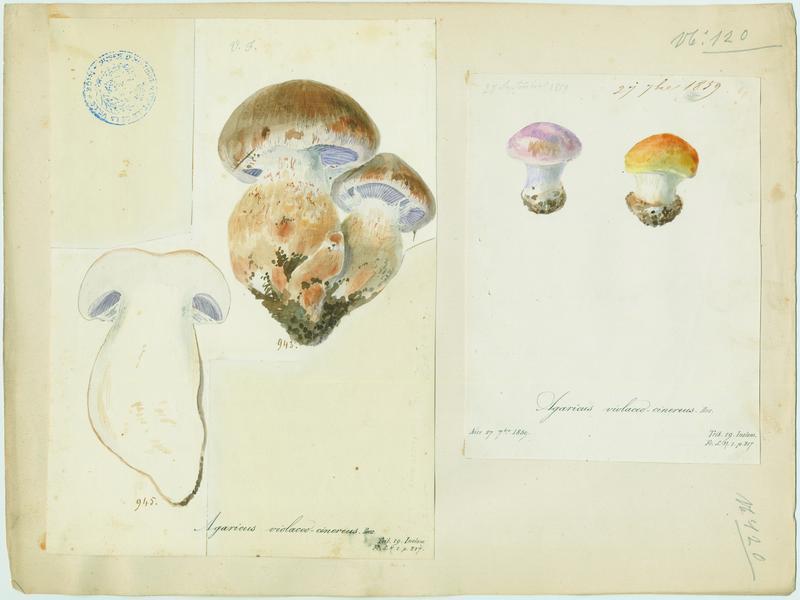 Agaric ;champignon