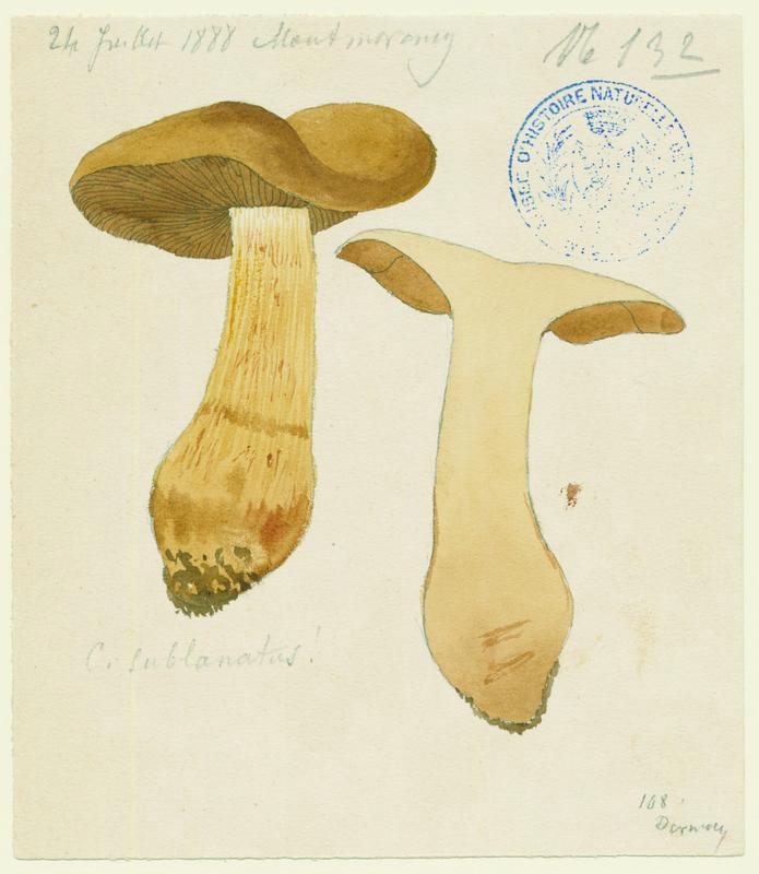 Cortinaire cotonneux ; champignon