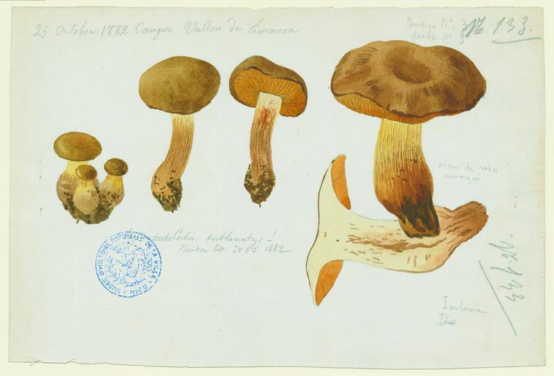 Cortinaire cotonneux ; champignon