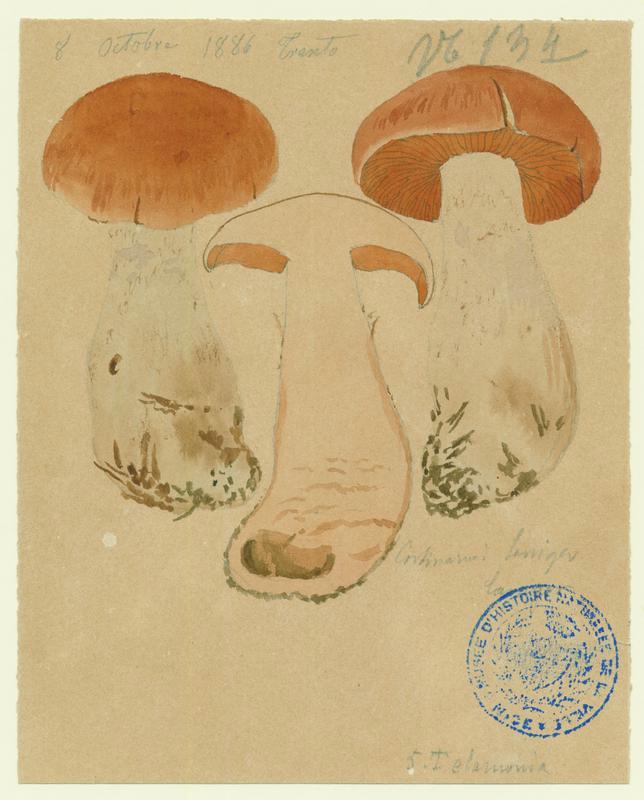 Cortinaire à pied laineux ; champignon