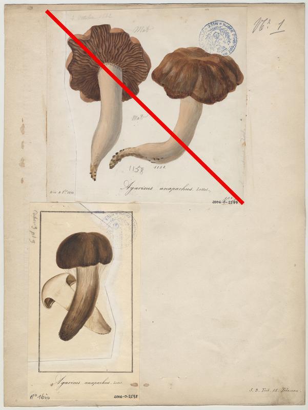 Agaric grossissant ; champignon