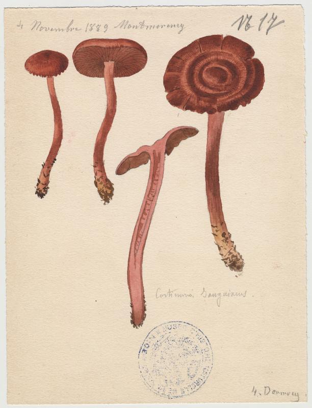 Cortinaire sanguin ; champignon