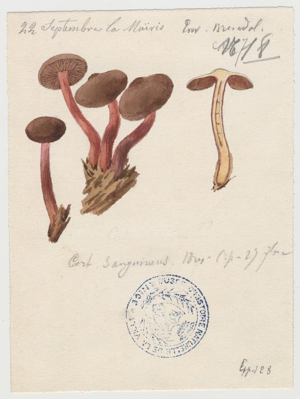 Cortinaire sanguin ; champignon