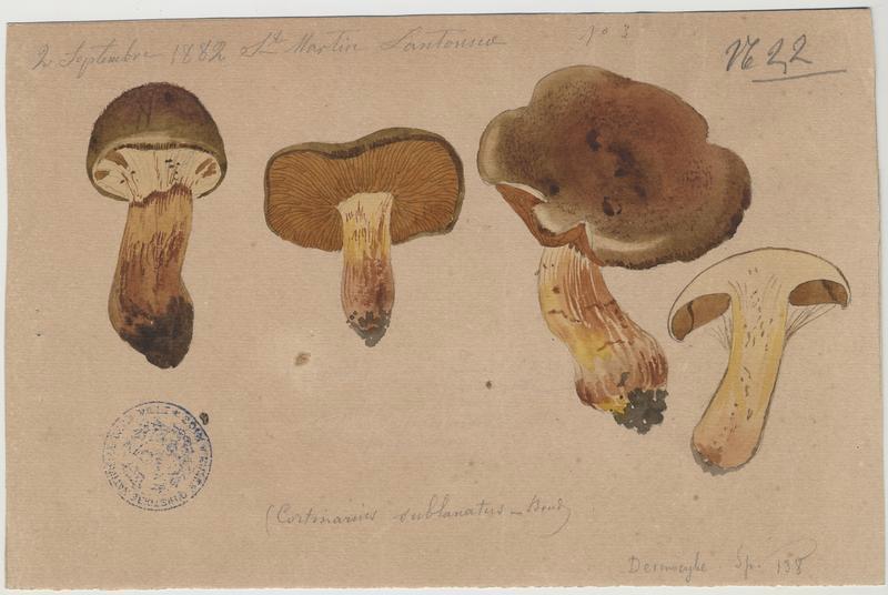 Cortinaire cotonneux ; champignon