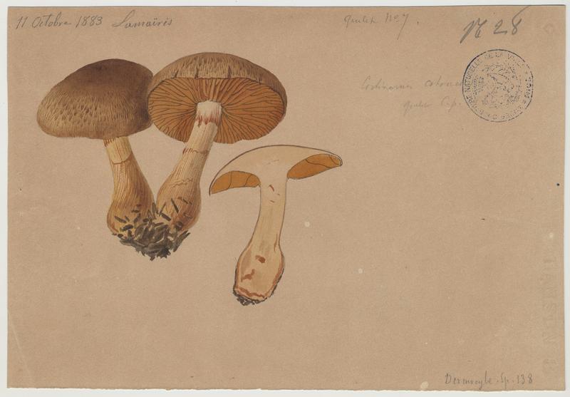 Cortinaire cotonneux ; champignon