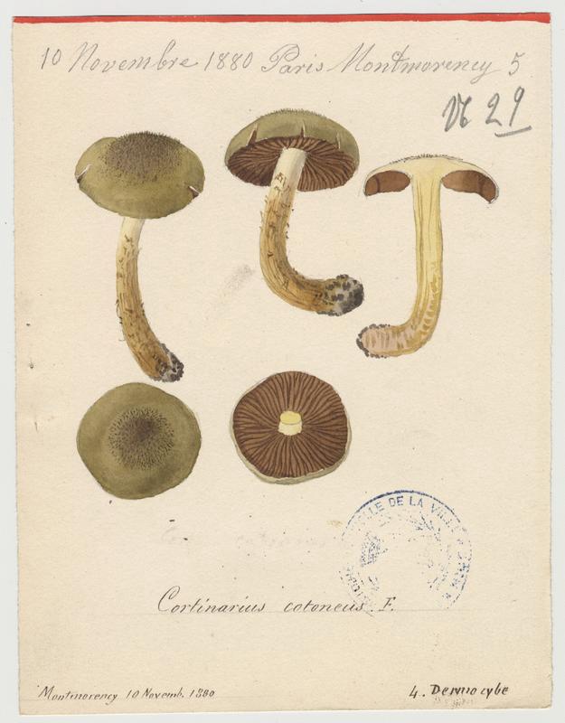Cortinaire cotonneux ; champignon