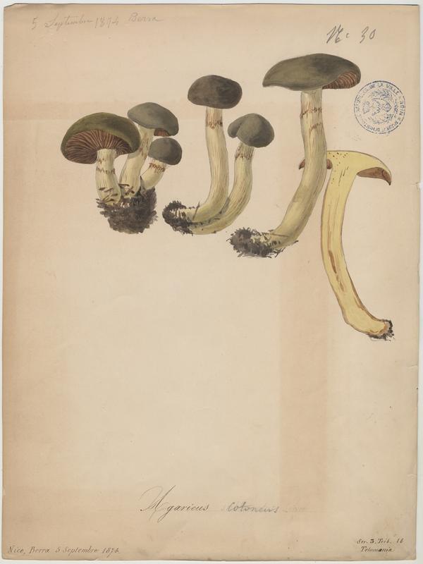 Agaric cotonneux ; champignon
