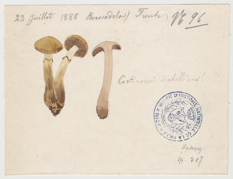 Cortinaire isabelle ; champignon