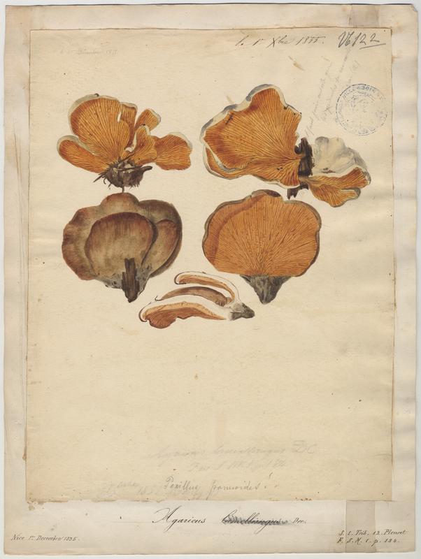 Agaric ; champignon