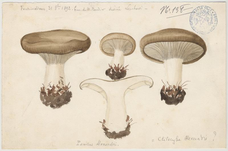 Paxille ; champignon