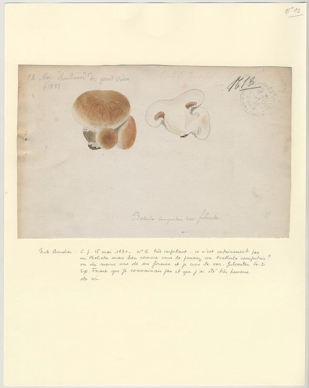 Psalliote champêtre (?) ; champignon