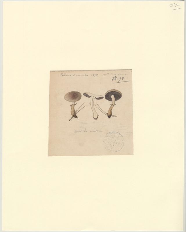 Pratelle ; Agaric ; champignon