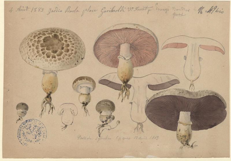 Agaric sylvatique ; Agaric des forêts ; champignon