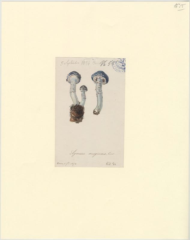 Strophaire vert-de-gris ; champignon