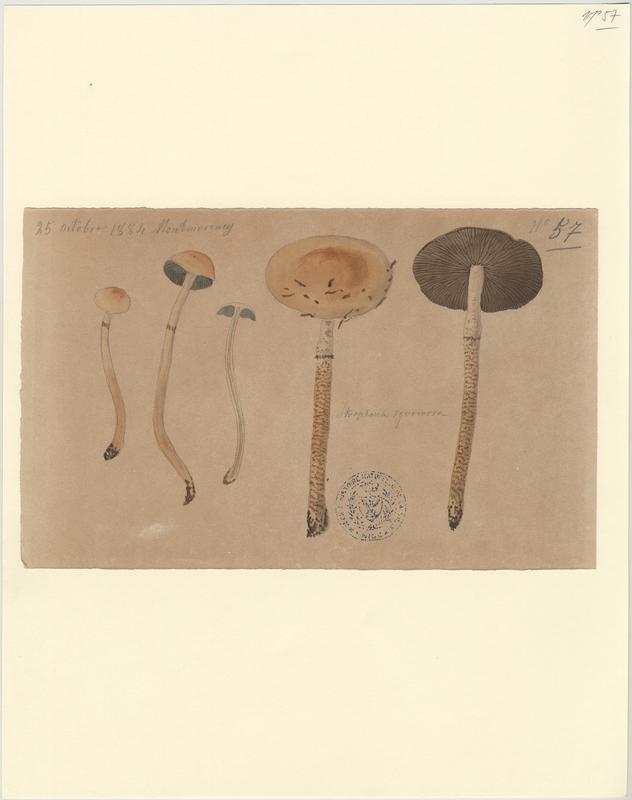 Psilocybe écailleux ; champignon