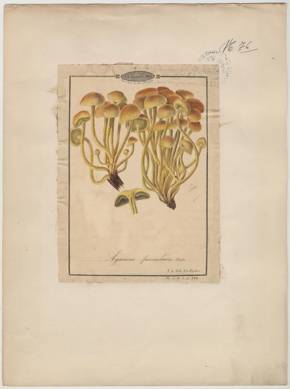 Agaric ; champignon
