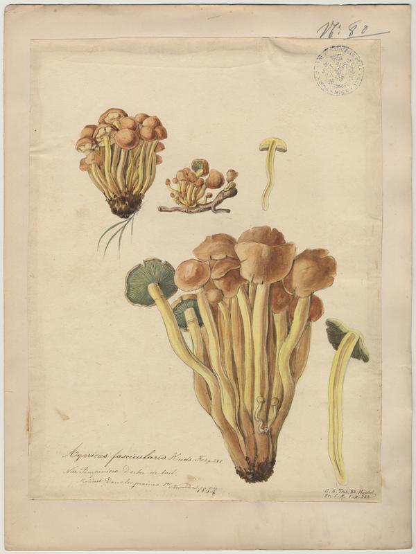 Agaric ; Blattagna ; champignon