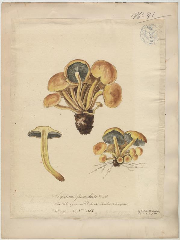 Agaric ; Blattagna ; champignon
