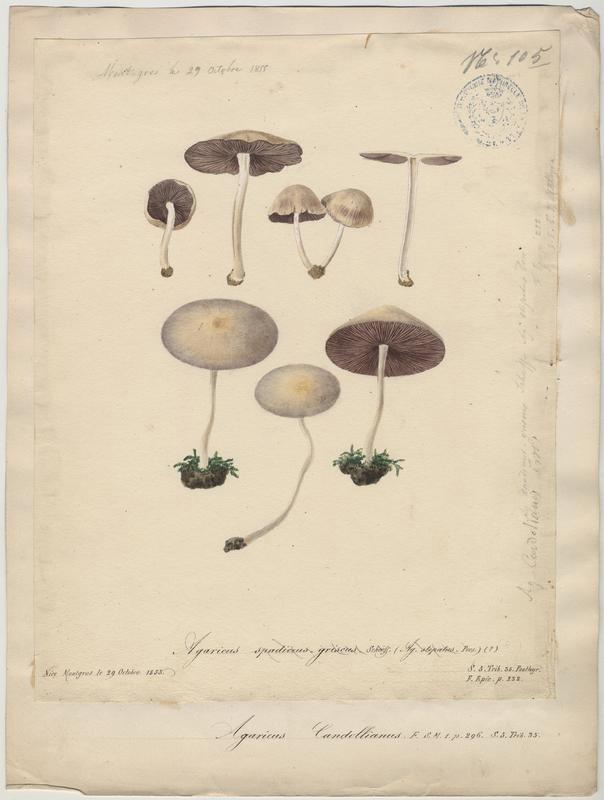 Agaric brun gris (?) ; champignon