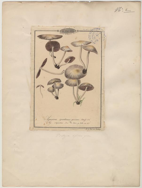 Agaric brun gris (?) ; champignon