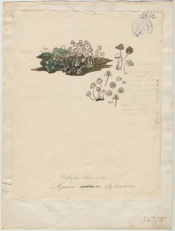 Agaric des écorces ; champignon