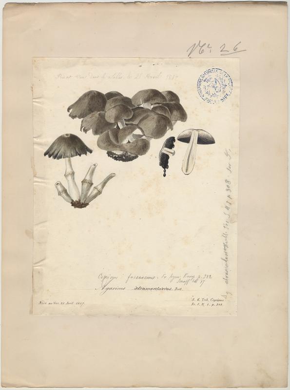 Coprin noir d'encre ; champignon