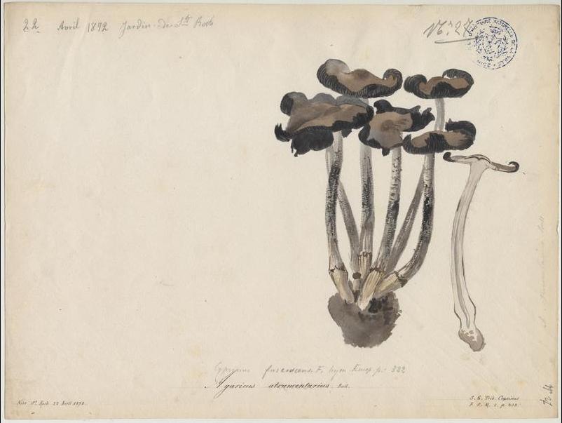 Coprin noir d'encre ; champignon