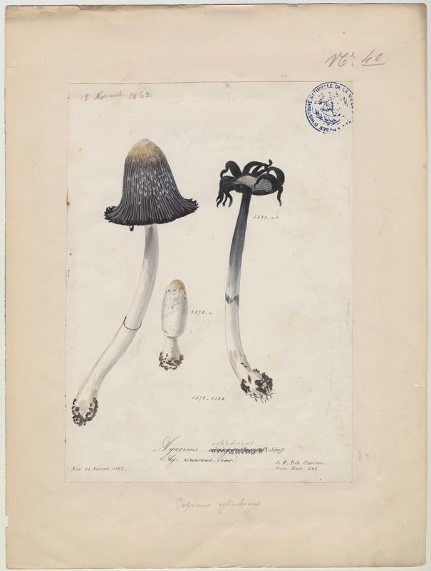 Agaric blanc perle (?) ; champignon