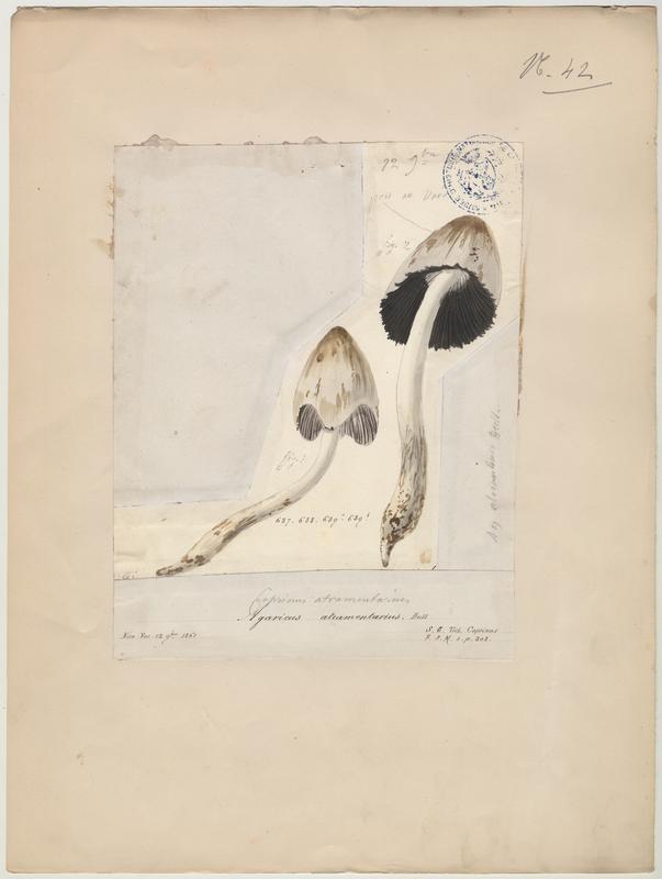 Coprin noir d'encre ; champignon