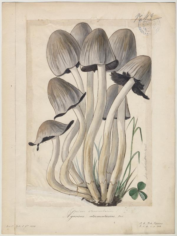 Coprin noir d'encre ; champignon