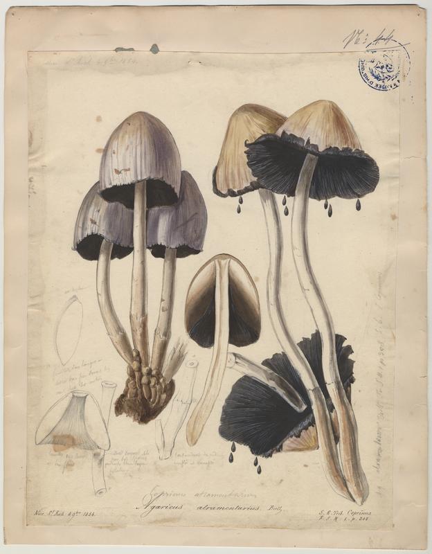 Coprin noir d'encre ; champignon