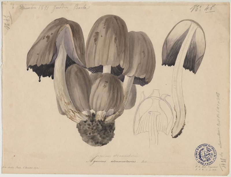 Coprin noir d'encre ; champignon