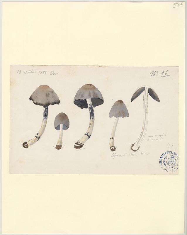Coprin noir d'encre ; champignon