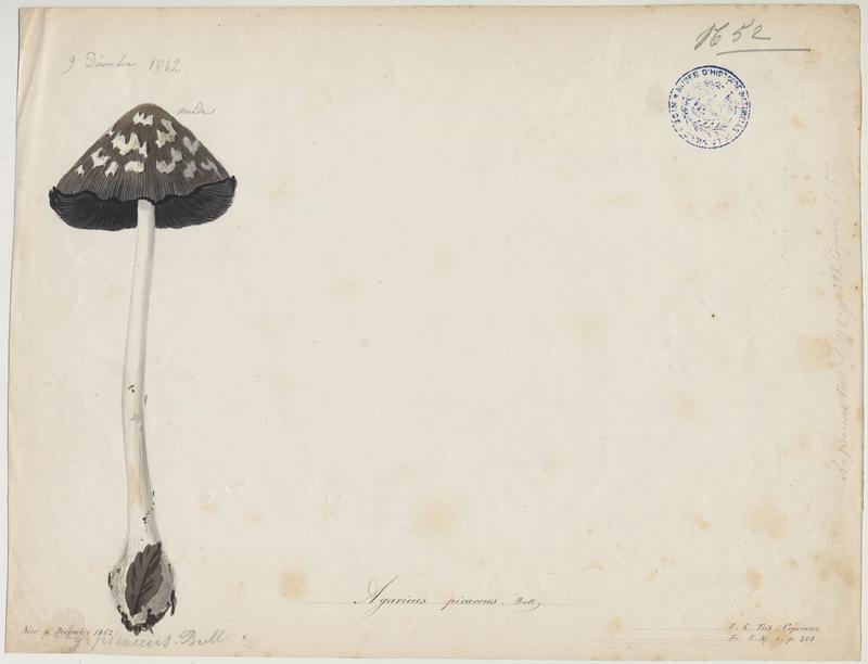 Coprin pie ; champignon