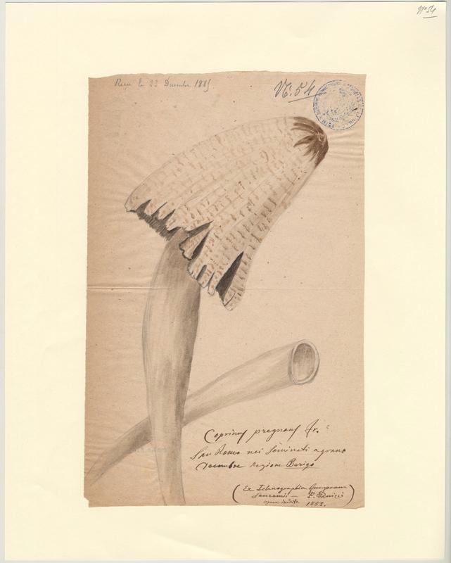 Coprin prégnant (?) ; champignon