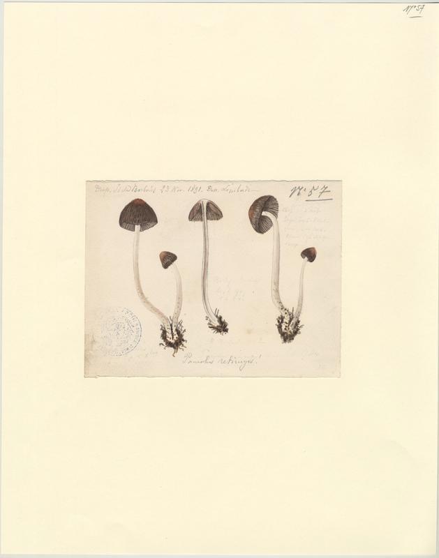 Panéole à marge dentée ; Panéole à bord denté ; Panéole papilionacé ; champignon