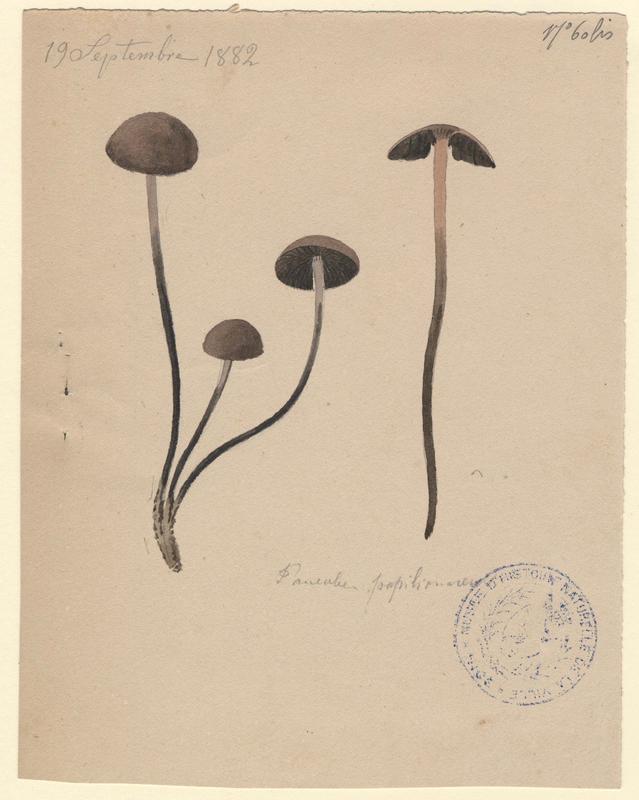 Panéole à marge dentée ; Panéole à bord denté ; Panéole papilionacé ; champignon