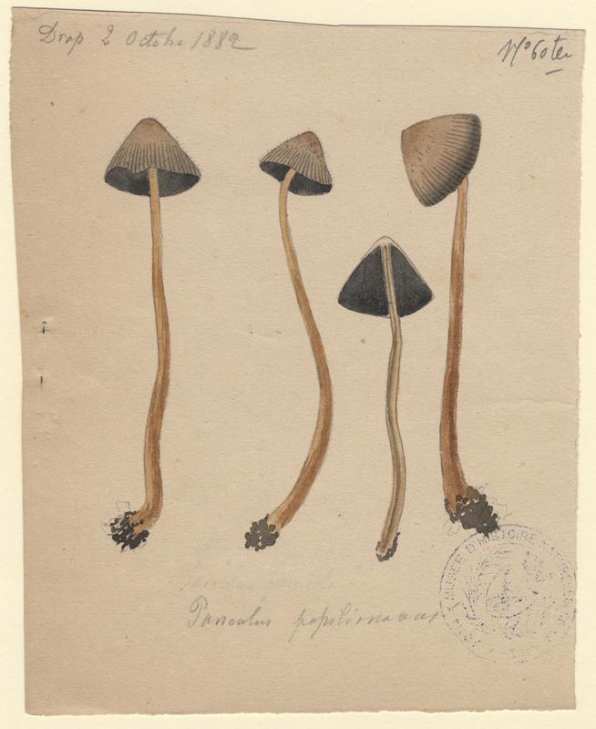 Panéole à marge dentée ; Panéole à bord denté ; Panéole papilionacé ; champignon