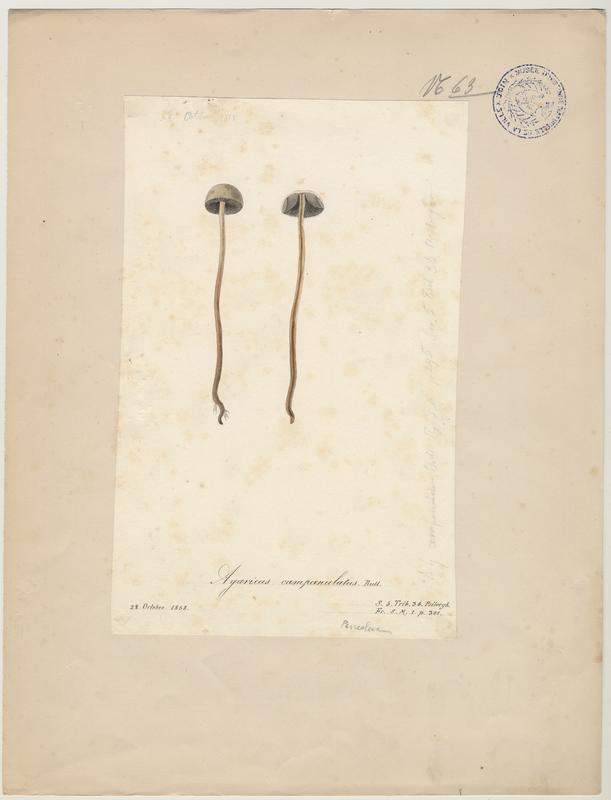 Panéole à marge dentée ; Panéole à bord denté ; Panéole papilionacé ; champignon