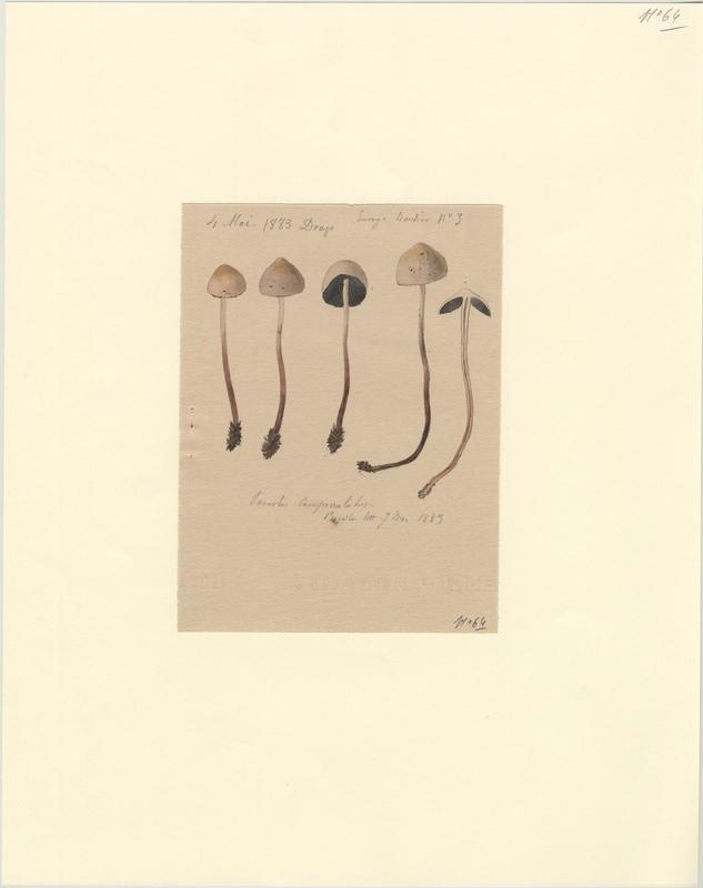 Panéole à marge dentée ; Panéole à bord denté ; Panéole papilionacé ; champignon