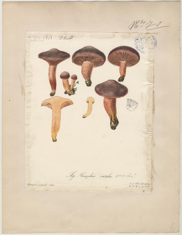 Gomphide rutilant ; Gomphide visqueux ; Clou rouge ; champignon