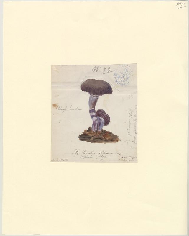 Gomphide glutineux ; Mufle de vache ; champignon